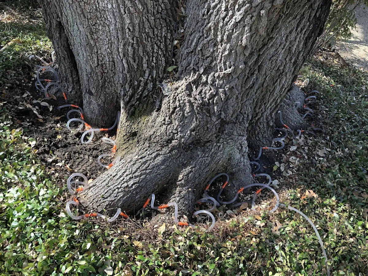 Detailed Shrub and Hedge Trimming job site in Van Alstyne